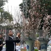 Cherry blossom festival underway in Hanoi