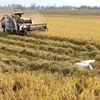 Clean rice processing cuts costs, emissions