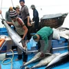 Vietnamese tuna exports suffer from Japan’s high import tariff