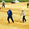 Changes to institutions urged to improve rice value chain