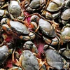 Ca Mau develops ecological crab farming