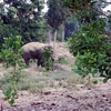 Hungry wild elephants trash crops, property