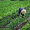 Sandy soil veggies lift farmers out of poverty