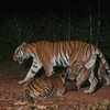 Tigers found in Thai World Natural Heritage Site