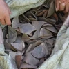 Smuggled pangolin scales discovered at Noi Bai airport