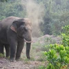 Measures proposed to conserve wild elephants in Dong Nai