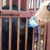 Animals Asia takes care of more captive bears 