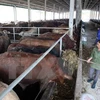 Central Highlands develops large-scale cattle farming