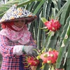 Dragon fruit farmers supported with energy-saving lights