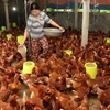 Official: Vietnam has yet to export live poultry to Saudi Arabia