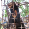 Bile farming decimates wild bears