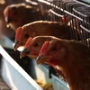Saudi Arabia suspends live poultry import from Vietnam over bird flu