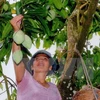Vietnam cooperative to export mangoes to Australia