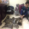 Hanoi police busts major wildlife trafficking ring