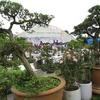 Bonsai, rose show cheers nature lovers