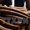 Man imprisoned for illegally transporting ivory 