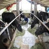 Vinamilk to invest in milch cow farm in Ha Nam 