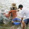 Vietnam eyes 7,000 ha of shrimp farming on sandy land by 2025