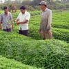 Japanese firms eye organic agriculture in An Giang 