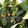 Black pepper price in Central Highlands drops strongly