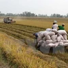 Northern provinces enjoy bumper Winter-Spring rice harvest