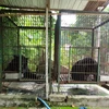 Two more Tibetan bears sent to rescue centre