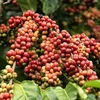 Coffee output to near last crop’s yield