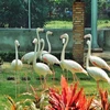 Sai Gon Zoo opens flamingo garden, water park