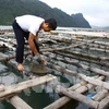 Aquaculture production picks up in May