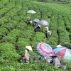 Vietnam’s five-month tea export sees strong growth 