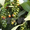 Measures sought for sustainable pepper development 