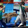 Vietnam’s tuna exports witness impressive growth