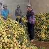 Bac Giang exports lychees to China