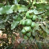Quang Tri seeks to develop macadamia farming 