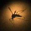Experts seek ways to control Arbovirus-caused diseases 