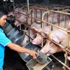 Unprofitable animal farming hurts agricultural production in Dong Nai