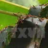 Grasshoppers damage crops in northern Cao Bang province