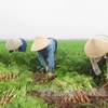Hai Duong province calls for investment in agriculture