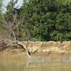 Khanh Hoa: More than 25 million USD for flooding, erosion prevention