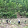Lang Son records breakthrough in forest development