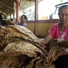 Tobacco threatens sustainable development goals of Indonesia