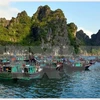 Eco-friendly aquaculture model on Ha Long Bay proves fruitful