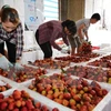 Lychees in Bac Giang sold well 