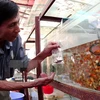 HCM City’s ornamental fish export revenue up