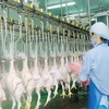 Vietnam gets nod to export poultry to Japan