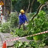 Hanoi to inform residents of tree-cutting plans