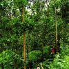 Forest funds boost northern livelihoods