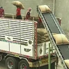 Thailand: new foreign workers law hinders rice exports