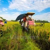 Winter-spring crop yields over 19 million tonnes of rice