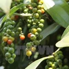 Pepper sector advised to boost clean production